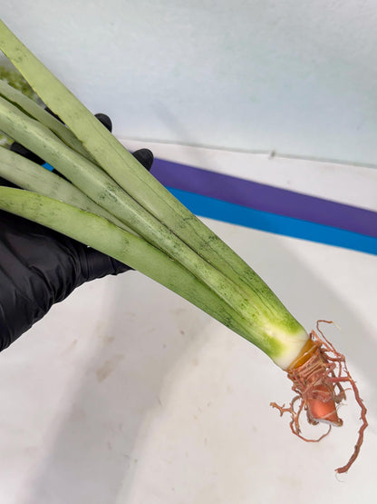 Sansevieria Kamakiri (gg) (6) | New Imported Hybrids