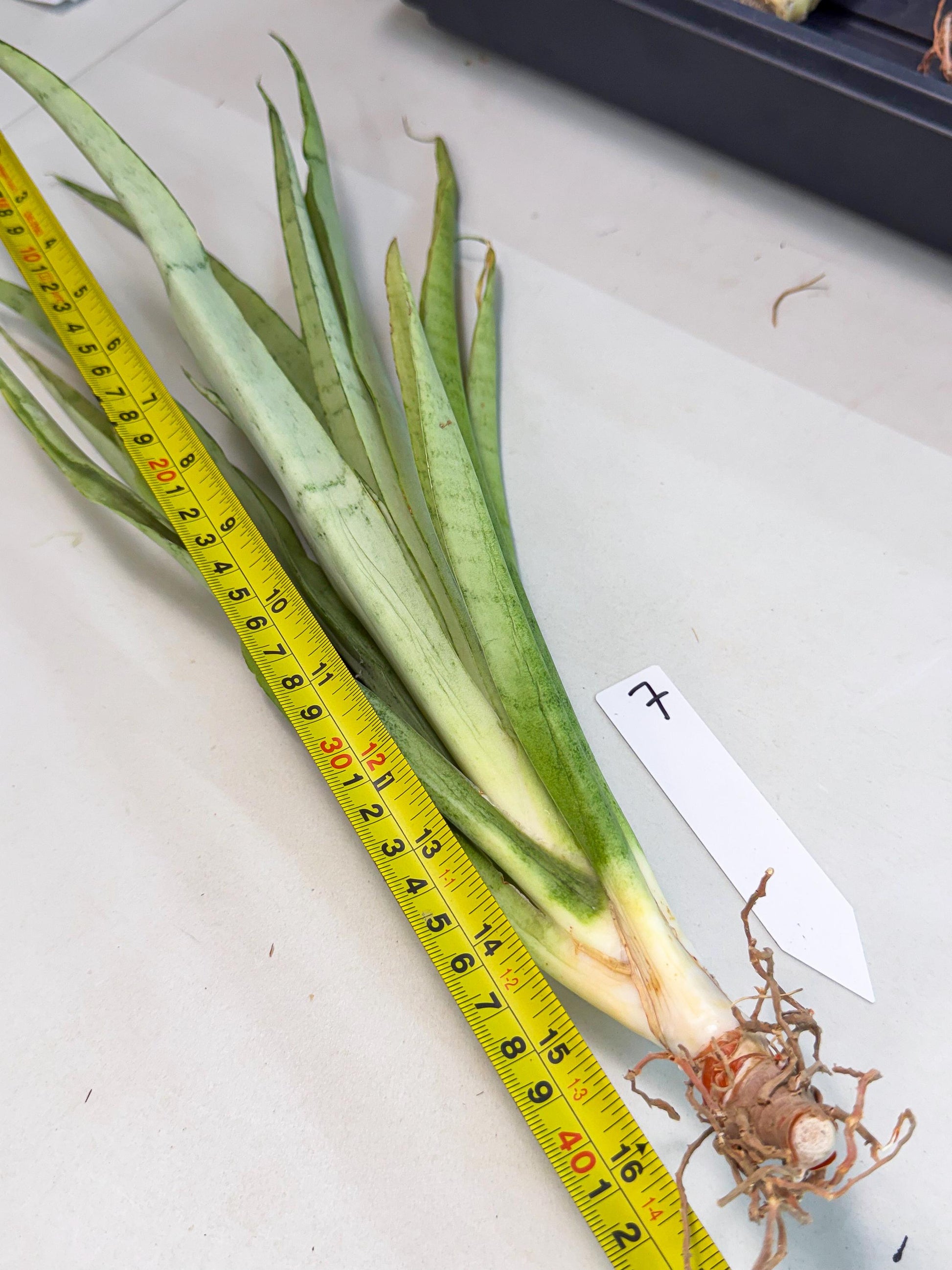 Sansevieria Kamakiri (gg) (7) | New Imported Hybrids