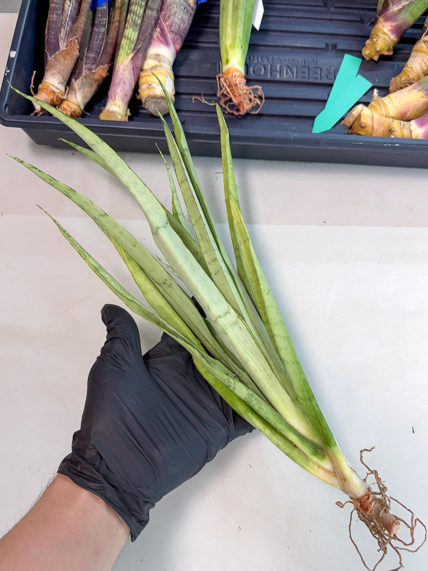 Sansevieria Kamakiri (gg) (7) | New Imported Hybrids