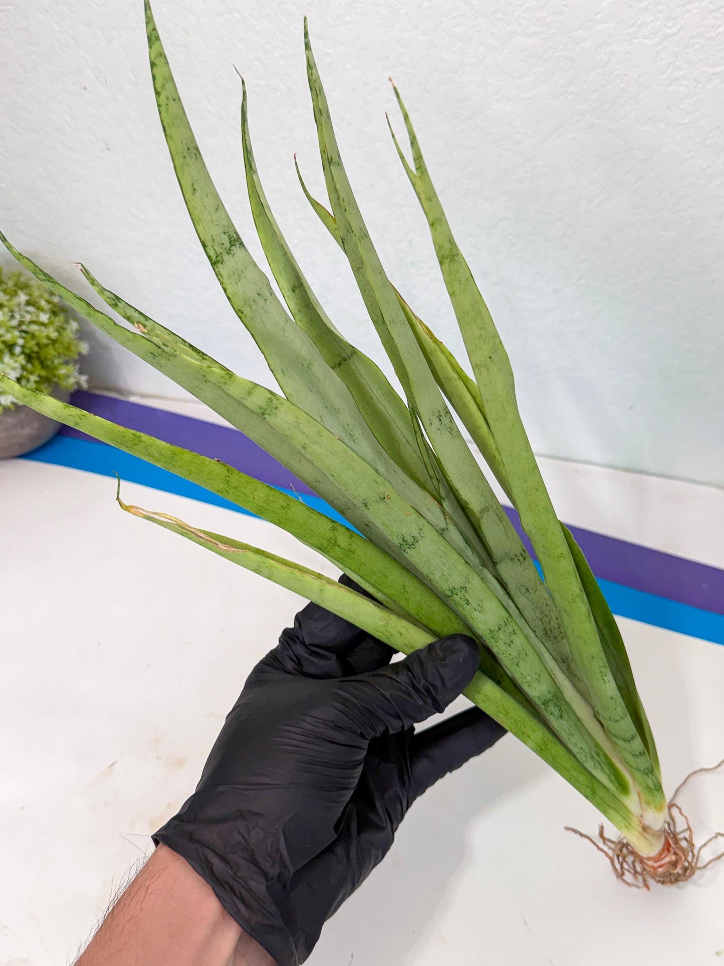Sansevieria Kamakiri (gg) (7) | New Imported Hybrids