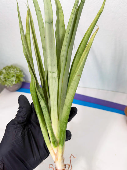 Sansevieria Kamakiri (gg) (7) | New Imported Hybrids
