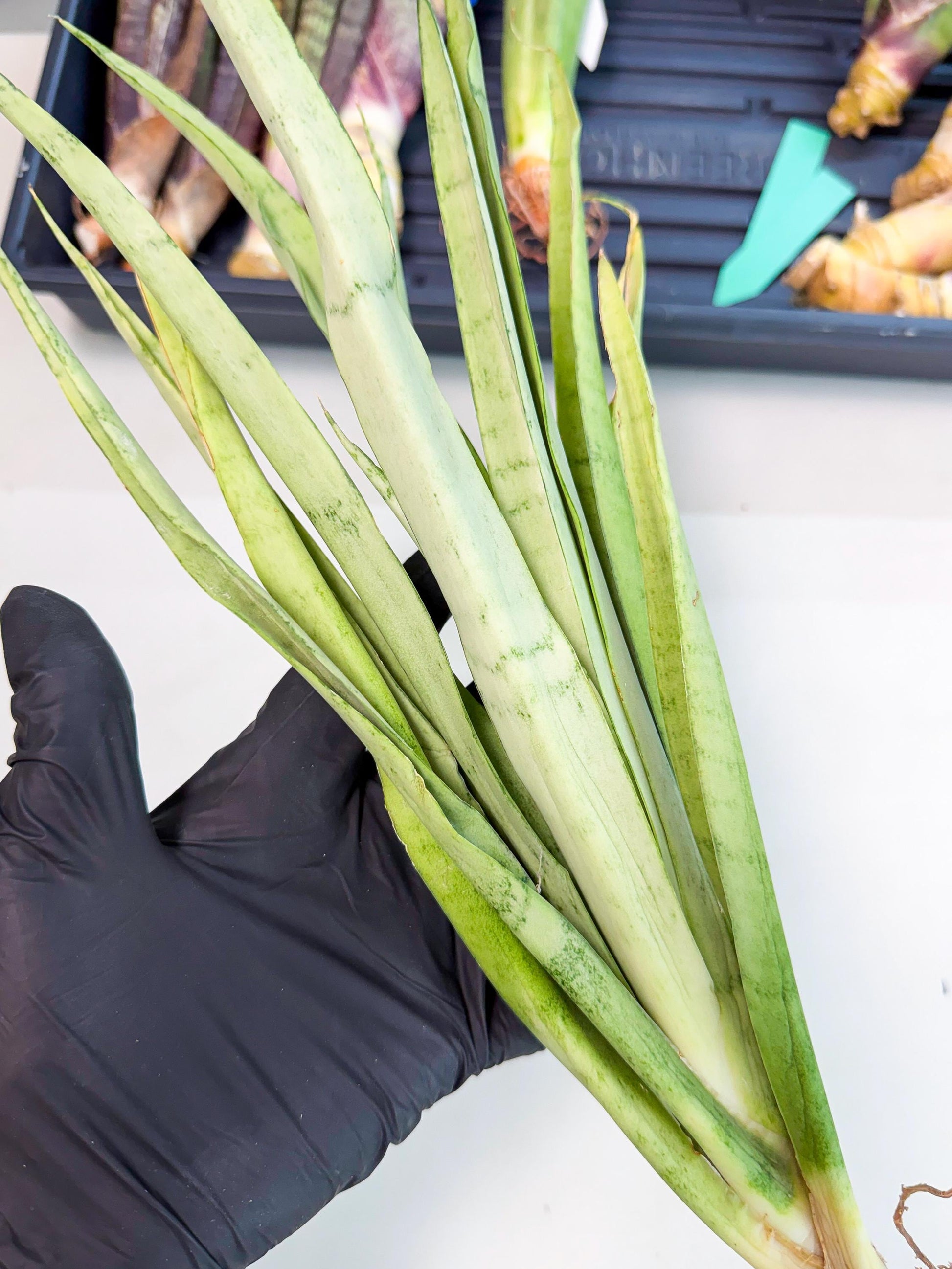 Sansevieria Kamakiri (gg) (7) | New Imported Hybrids