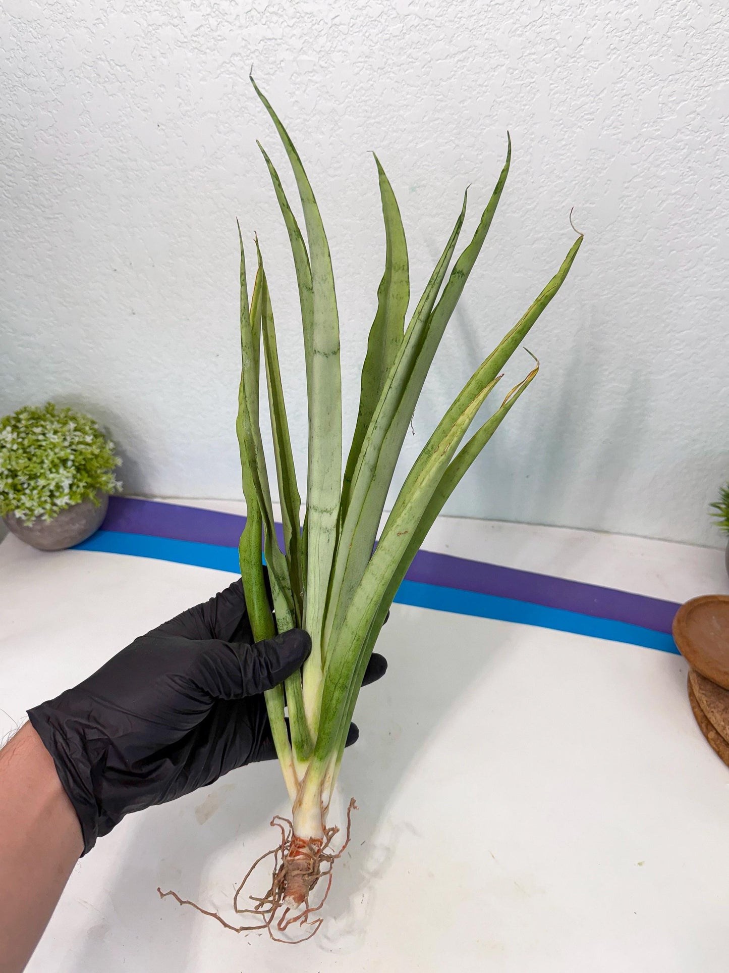 Sansevieria Kamakiri (gg) (7) | New Imported Hybrids