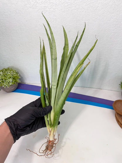 Sansevieria Kamakiri (gg) (7) | New Imported Hybrids
