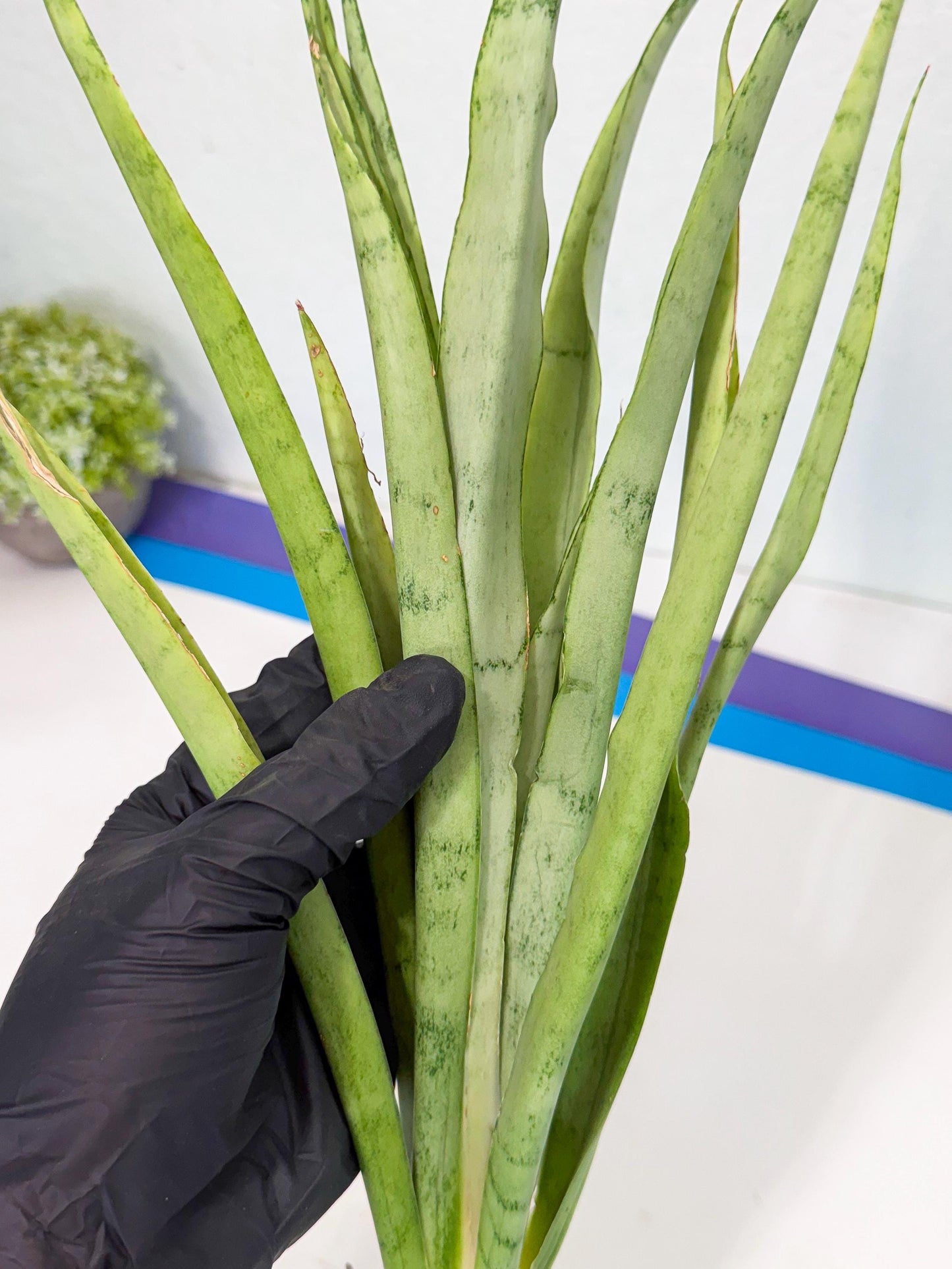 Sansevieria Kamakiri (gg) (7) | New Imported Hybrids