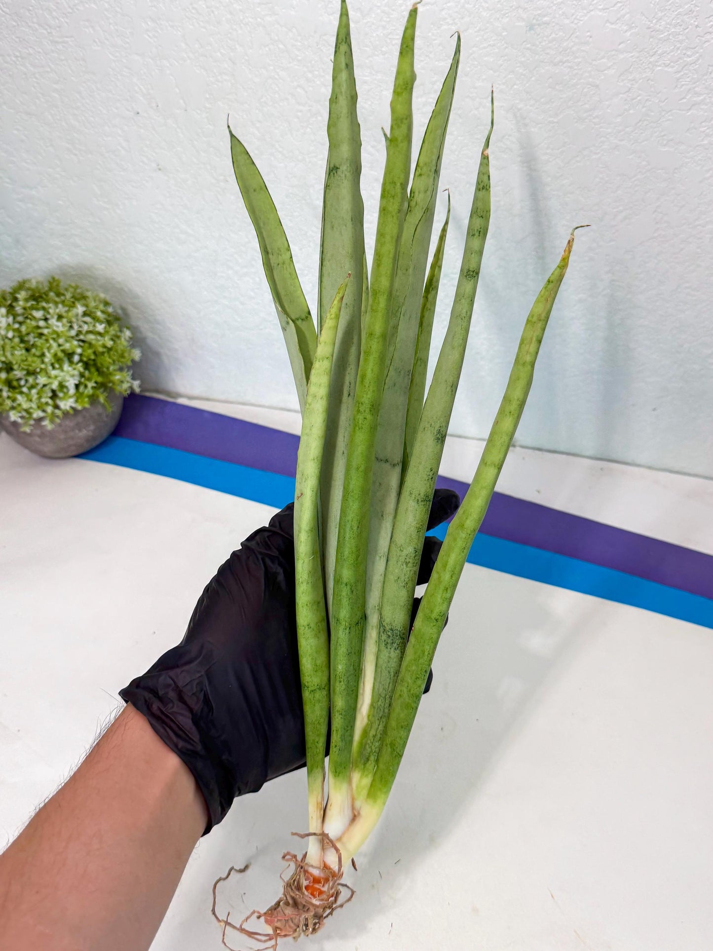Sansevieria Kamakiri (gg) (7) | New Imported Hybrids