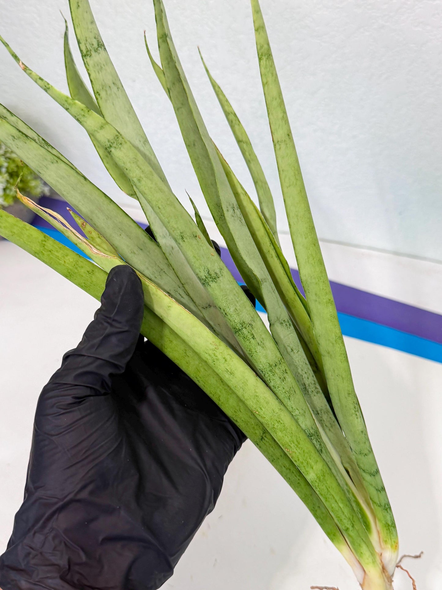 Sansevieria Kamakiri (gg) (7) | New Imported Hybrids