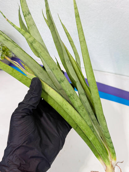 Sansevieria Kamakiri (gg) (7) | New Imported Hybrids