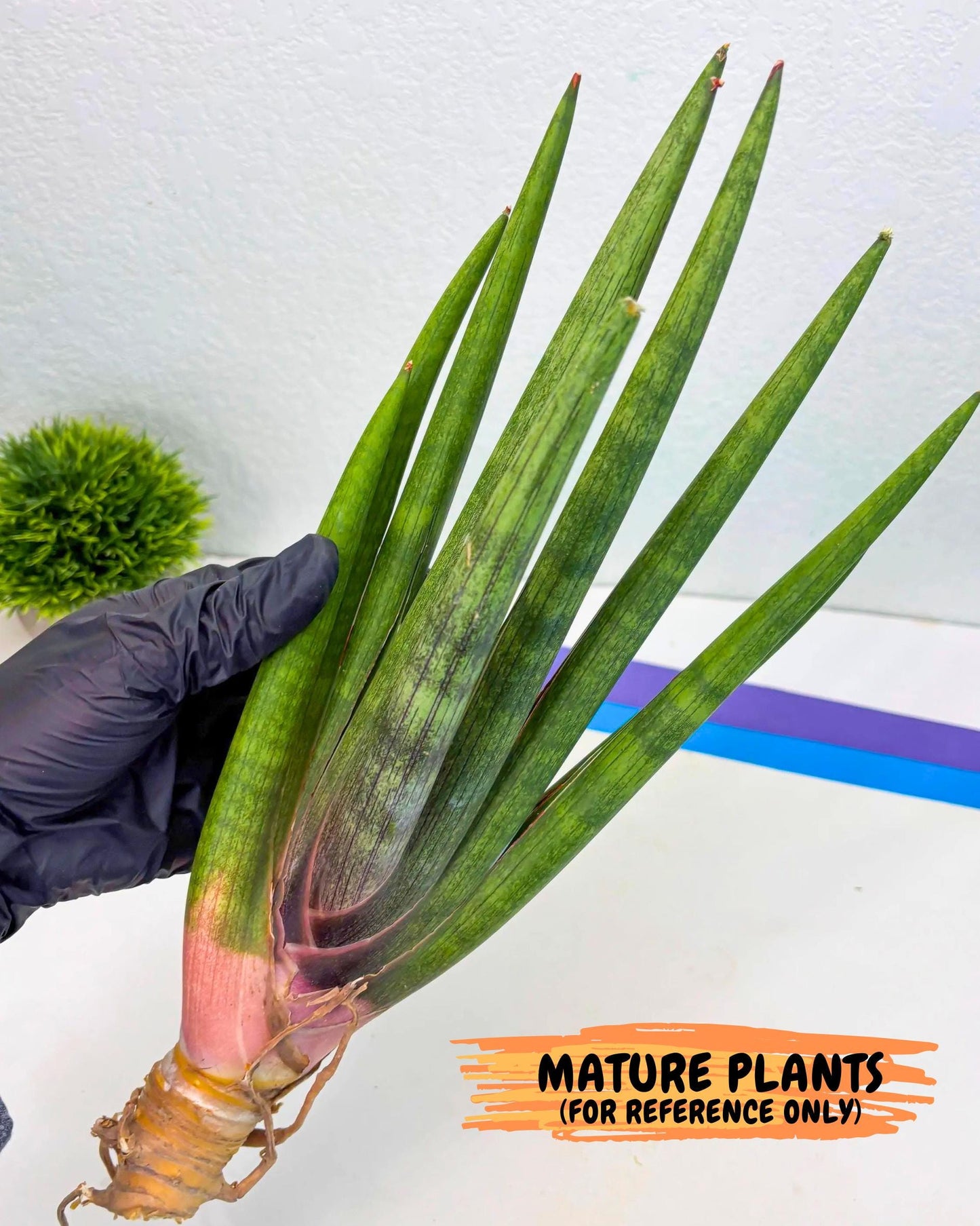 Sansevieria Yesil Tac (gg) (8) | New Imported Hybrids
