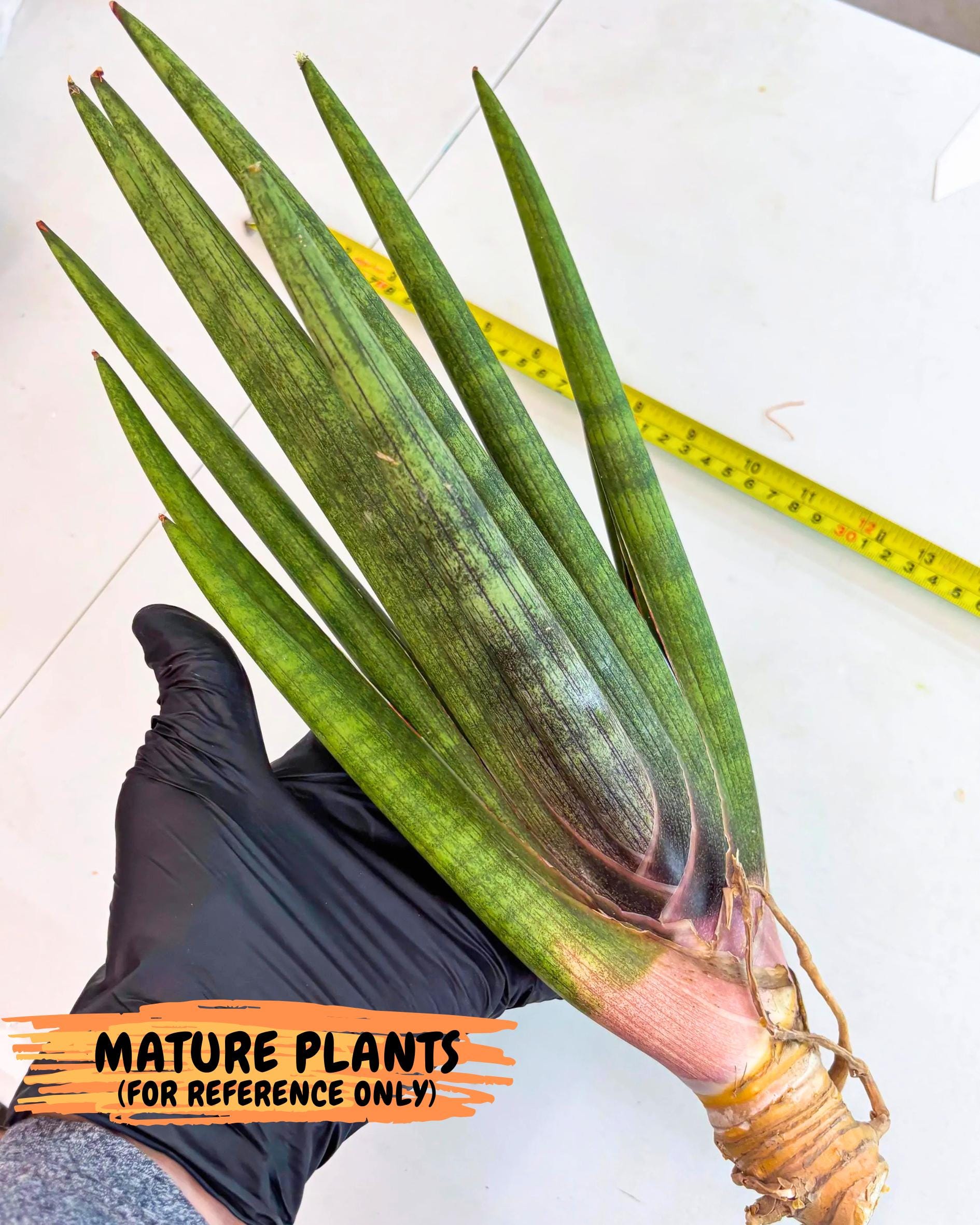 Sansevieria Yesil Tac (gg) (9) | New Imported Hybrids