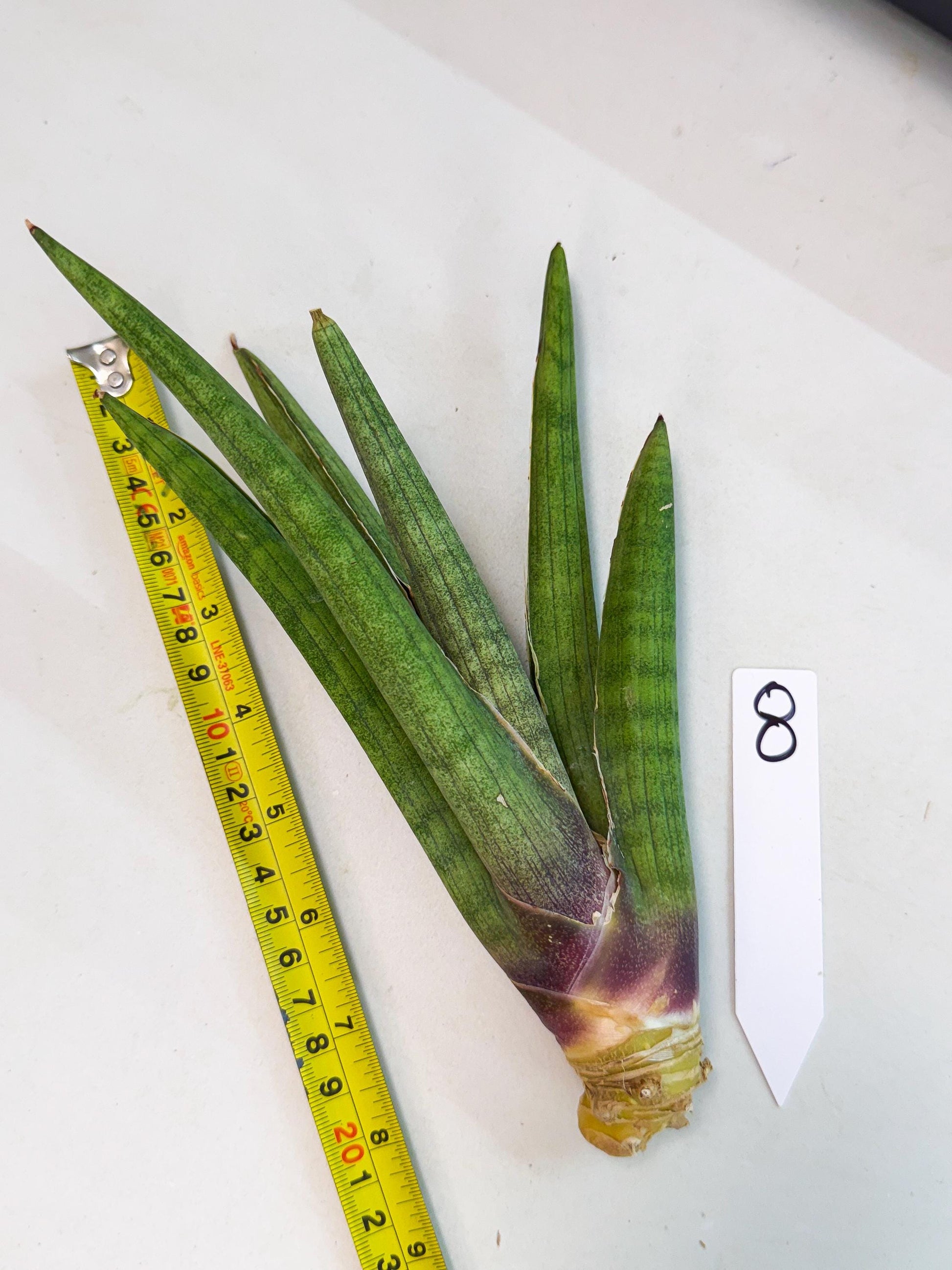 Sansevieria Yesil Tac (gg) (8) | New Imported Hybrids