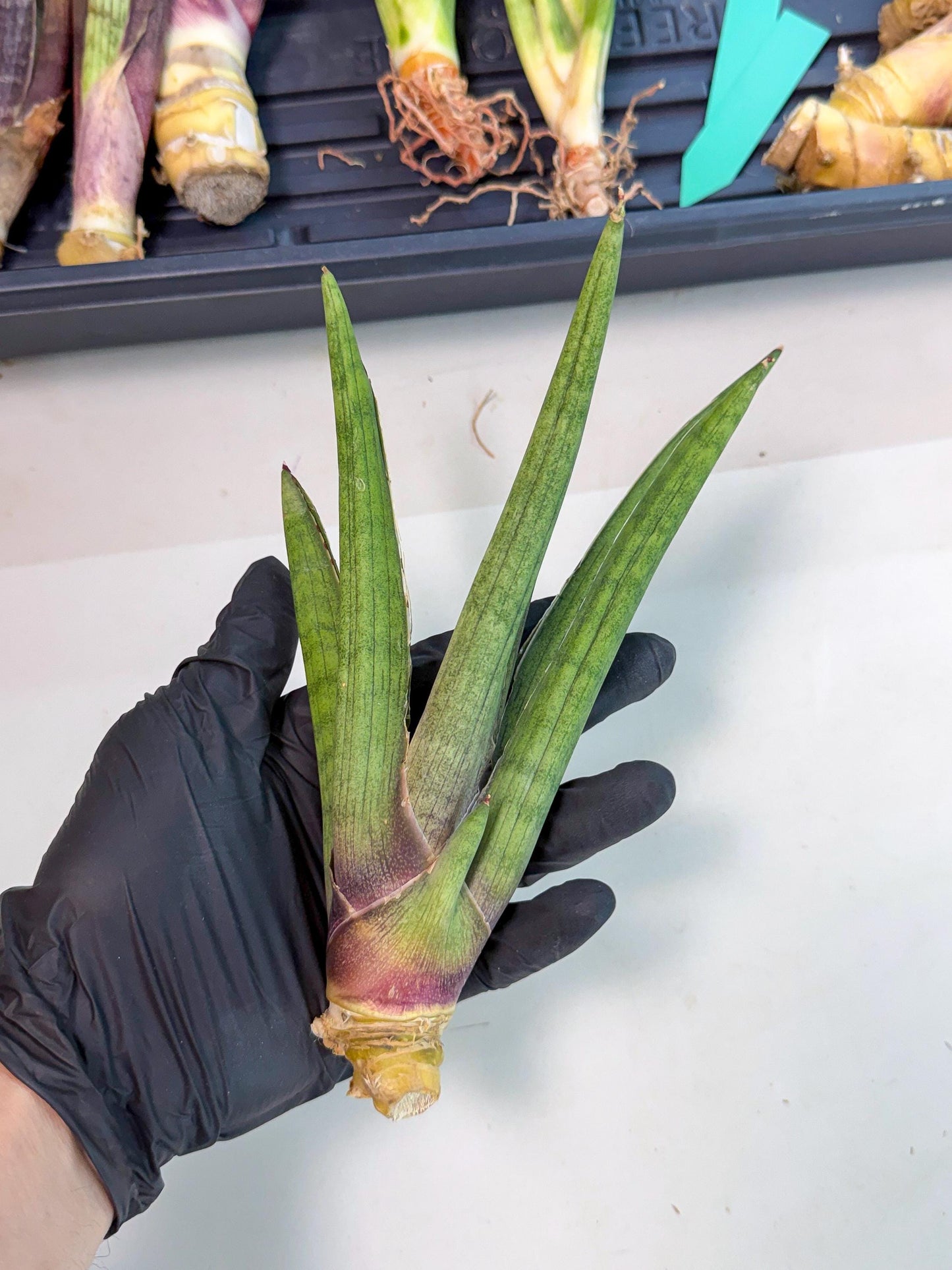 Sansevieria Yesil Tac (gg) (8) | New Imported Hybrids