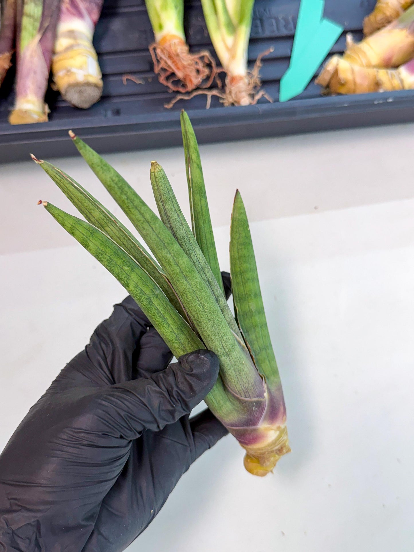 Sansevieria Yesil Tac (gg) (8) | New Imported Hybrids