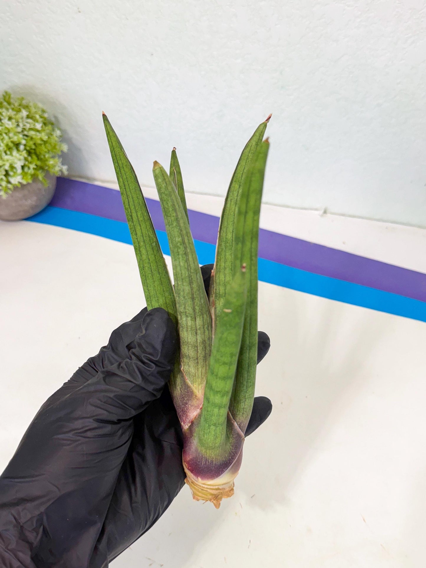 Sansevieria Yesil Tac (gg) (8) | New Imported Hybrids