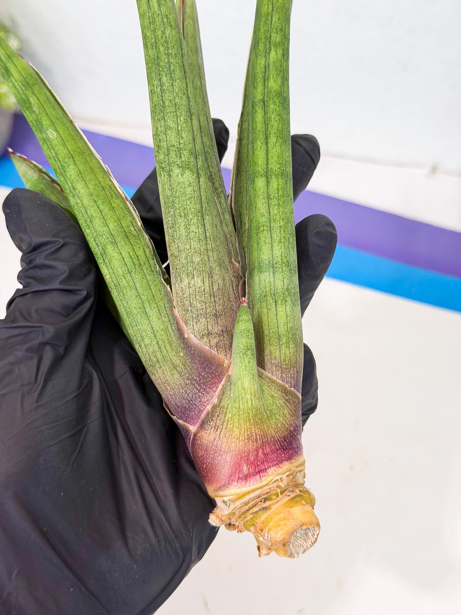 Sansevieria Yesil Tac (gg) (8) | New Imported Hybrids