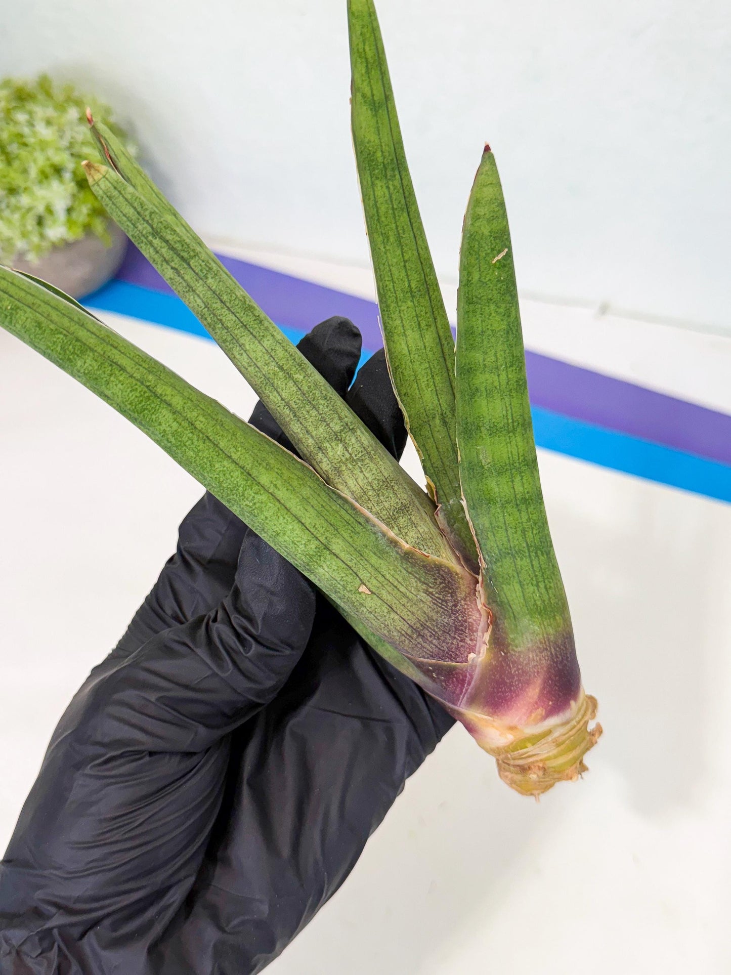 Sansevieria Yesil Tac (gg) (8) | New Imported Hybrids
