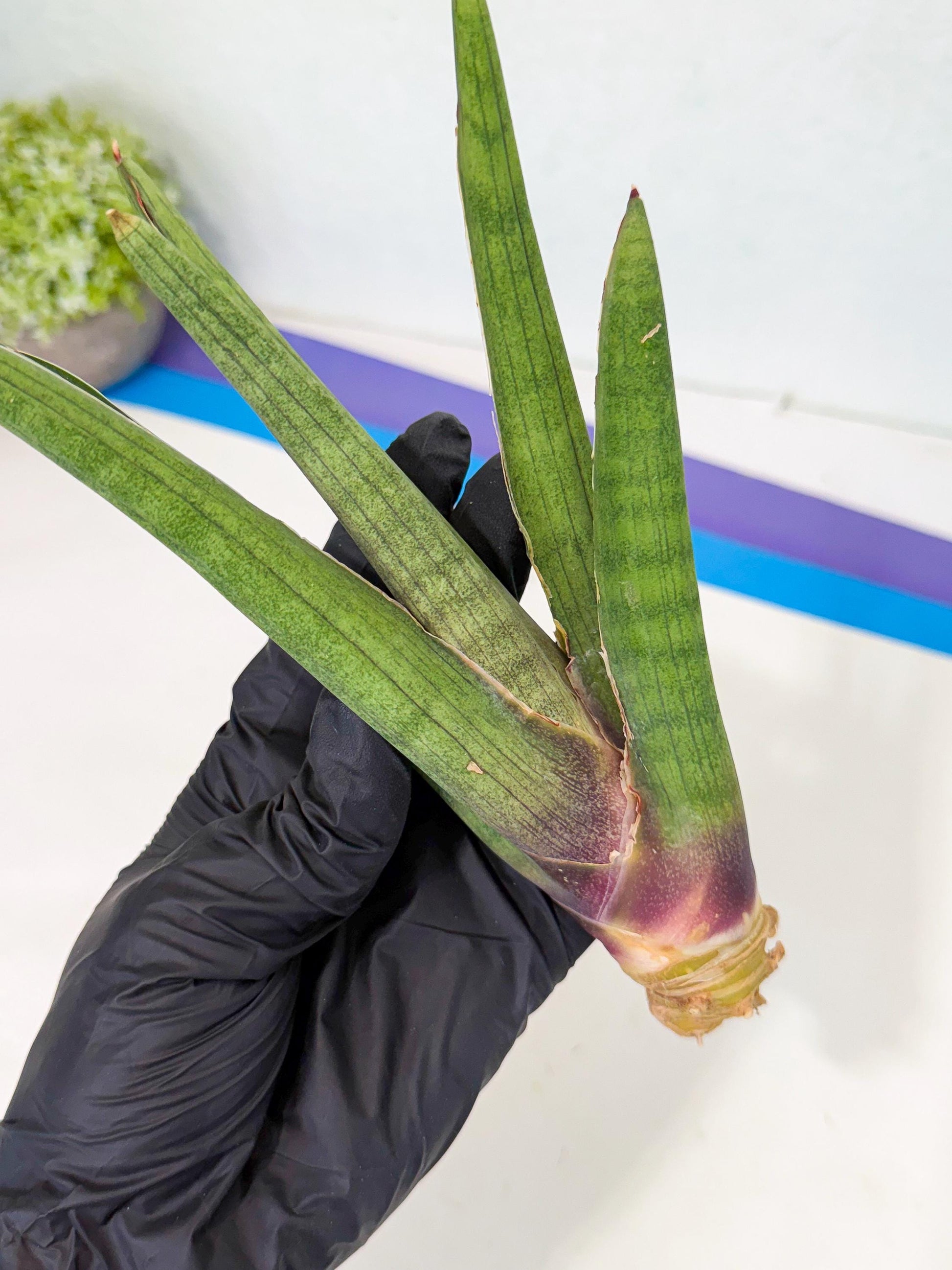 Sansevieria Yesil Tac (gg) (8) | New Imported Hybrids