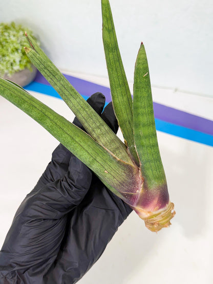 Sansevieria Yesil Tac (gg) (8) | New Imported Hybrids