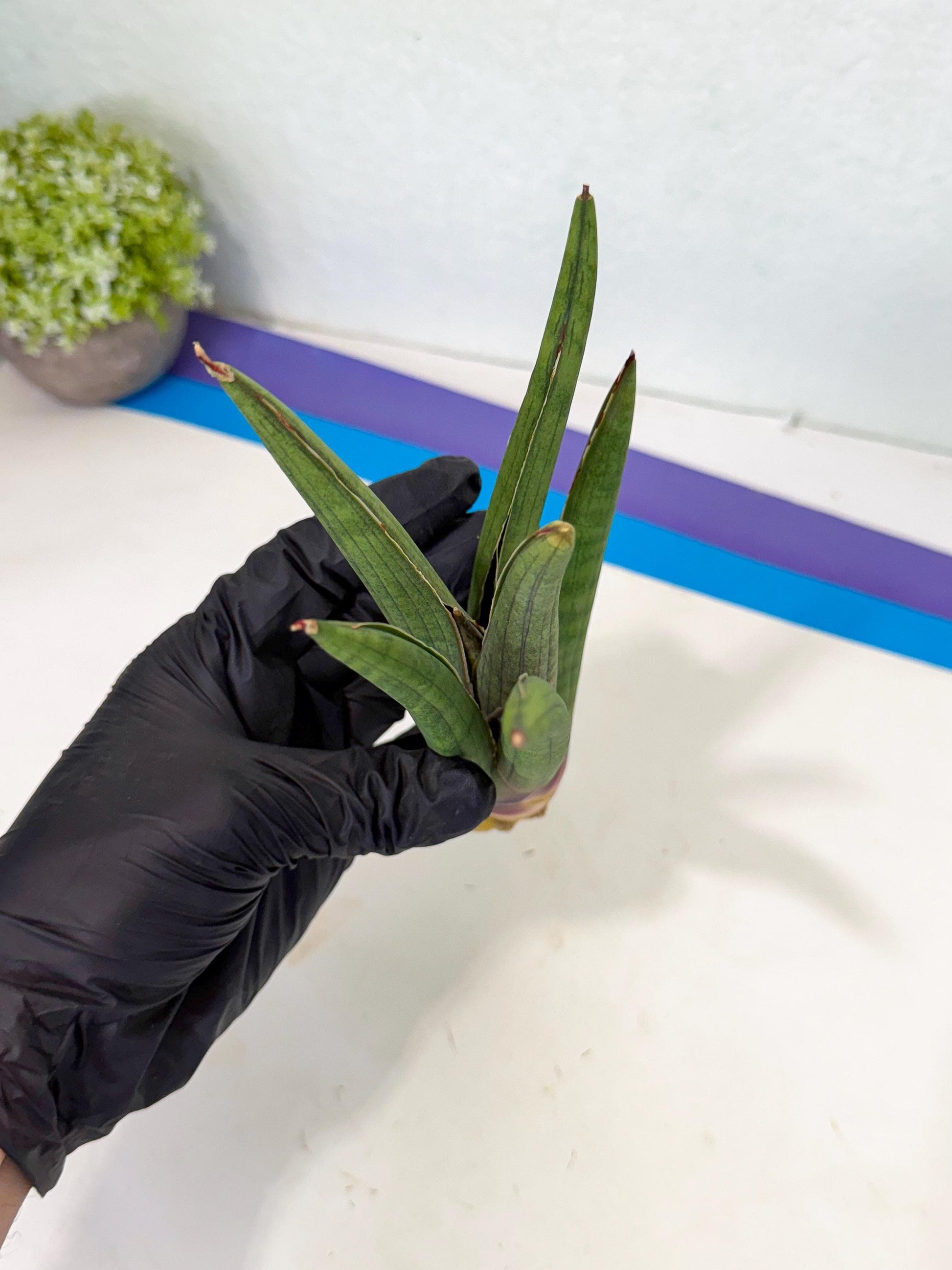 Sansevieria Yesil Tac (gg) (8) | New Imported Hybrids