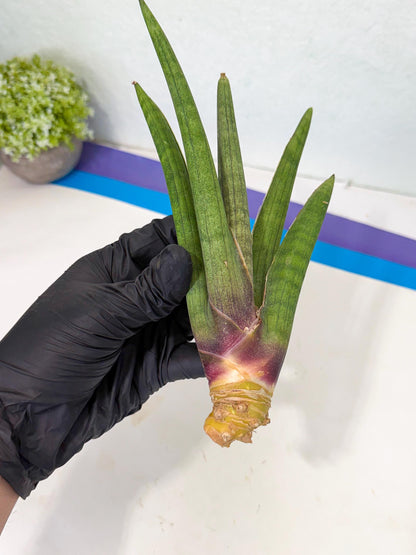 Sansevieria Yesil Tac (gg) (8) | New Imported Hybrids