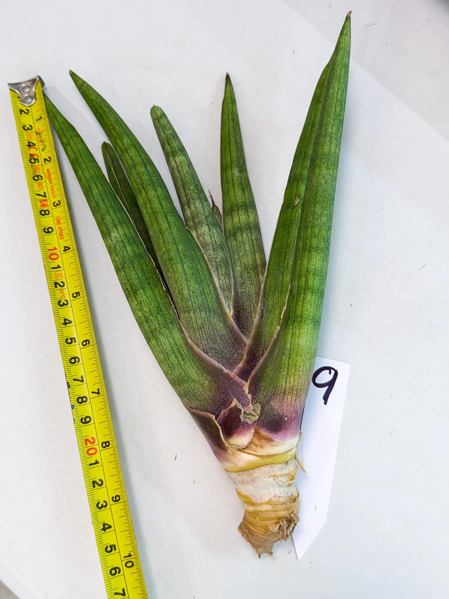 Sansevieria Yesil Tac (gg) (9) | New Imported Hybrids
