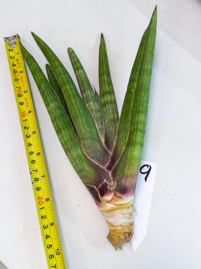 Sansevieria Yesil Tac (gg) (9) | New Imported Hybrids