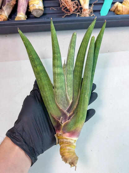 Sansevieria Yesil Tac (gg) (9) | New Imported Hybrids
