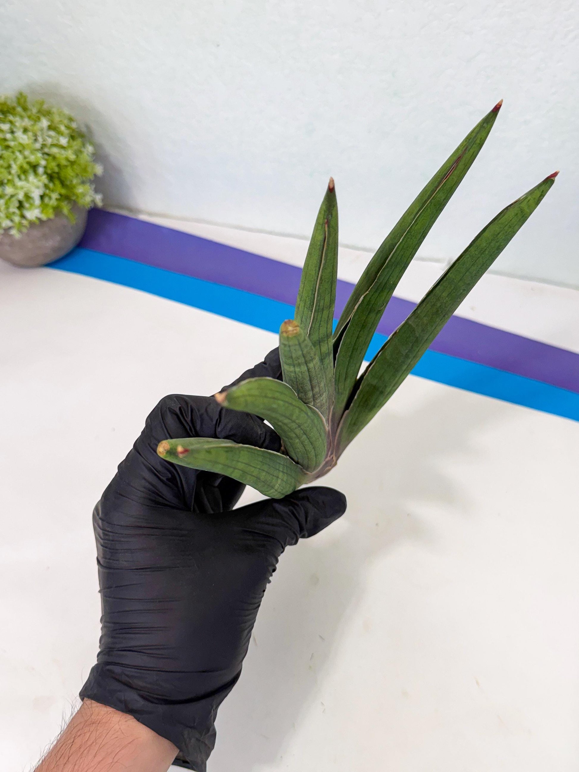 Sansevieria Yesil Tac (gg) (9) | New Imported Hybrids