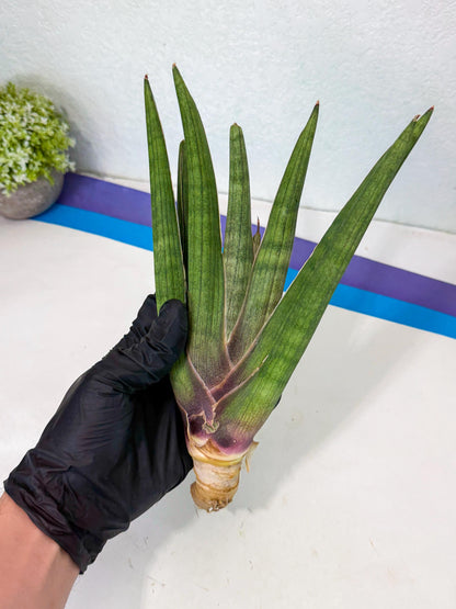 Sansevieria Yesil Tac (gg) (9) | New Imported Hybrids