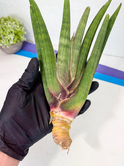 Sansevieria Yesil Tac (gg) (9) | New Imported Hybrids