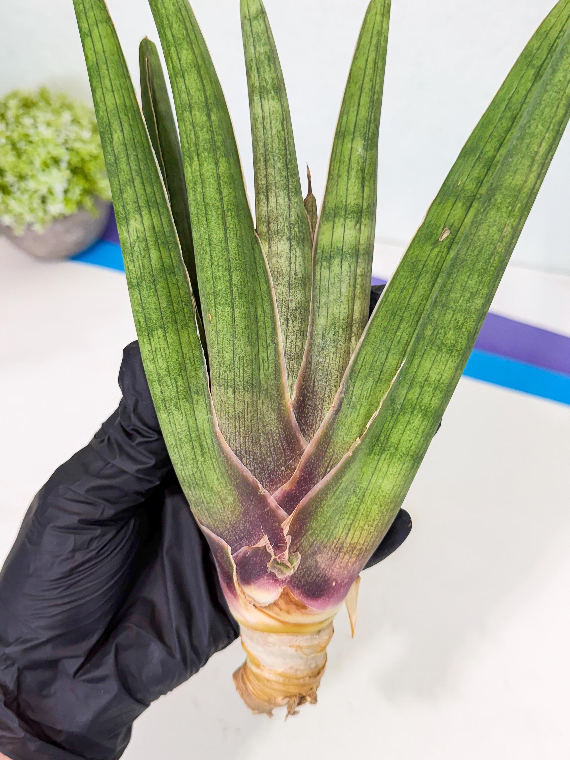 Sansevieria Yesil Tac (gg) (9) | New Imported Hybrids
