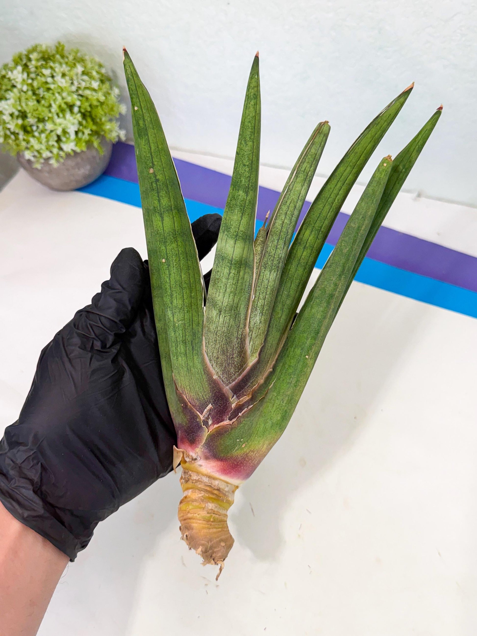 Sansevieria Yesil Tac (gg) (9) | New Imported Hybrids