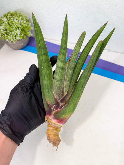 Sansevieria Yesil Tac (gg) (9) | New Imported Hybrids