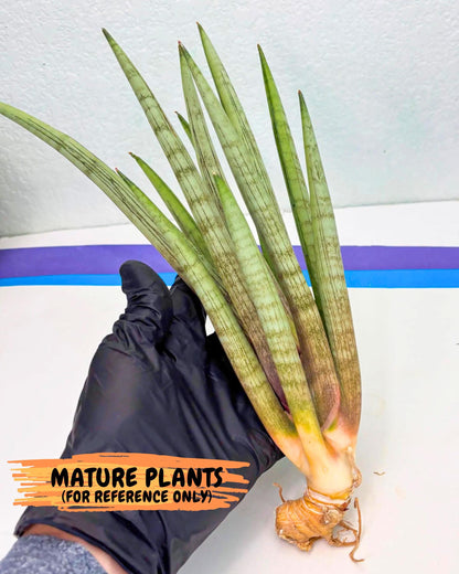 Sansevieria Naneli Tac (gg) (10) | New Imported Hybrids