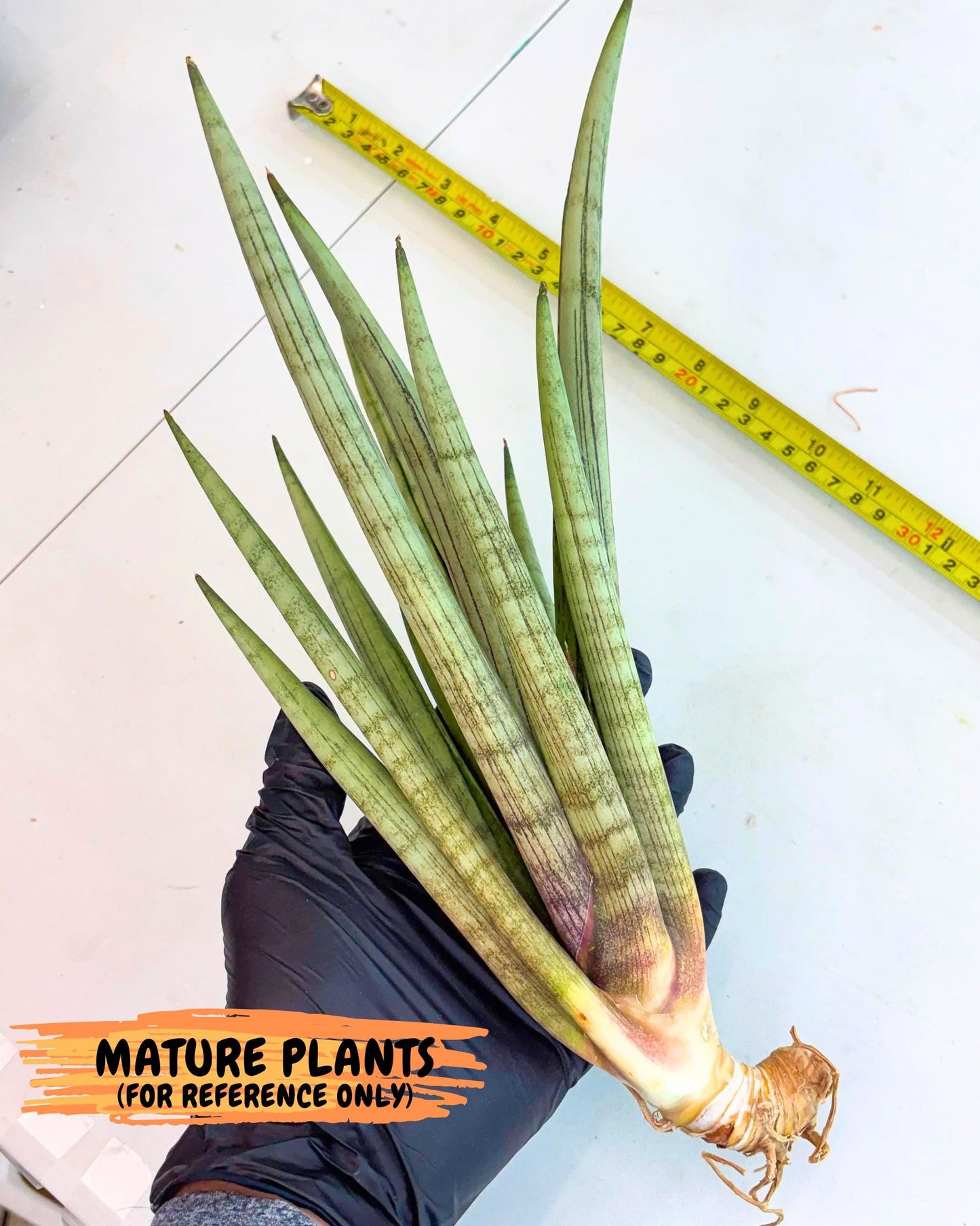 Sansevieria Naneli Tac (gg) (10) | New Imported Hybrids