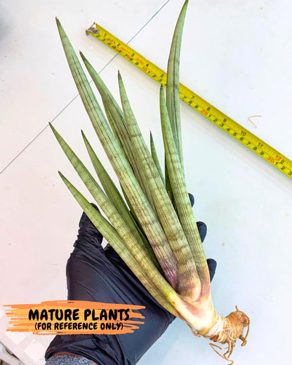 Sansevieria Naneli Tac (gg) (10) | New Imported Hybrids