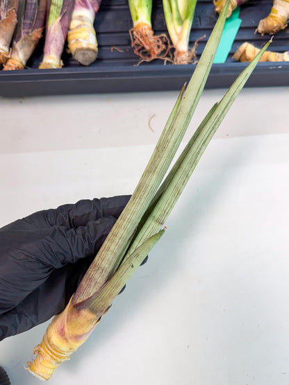 Sansevieria Naneli Tac (gg) (10) | New Imported Hybrids