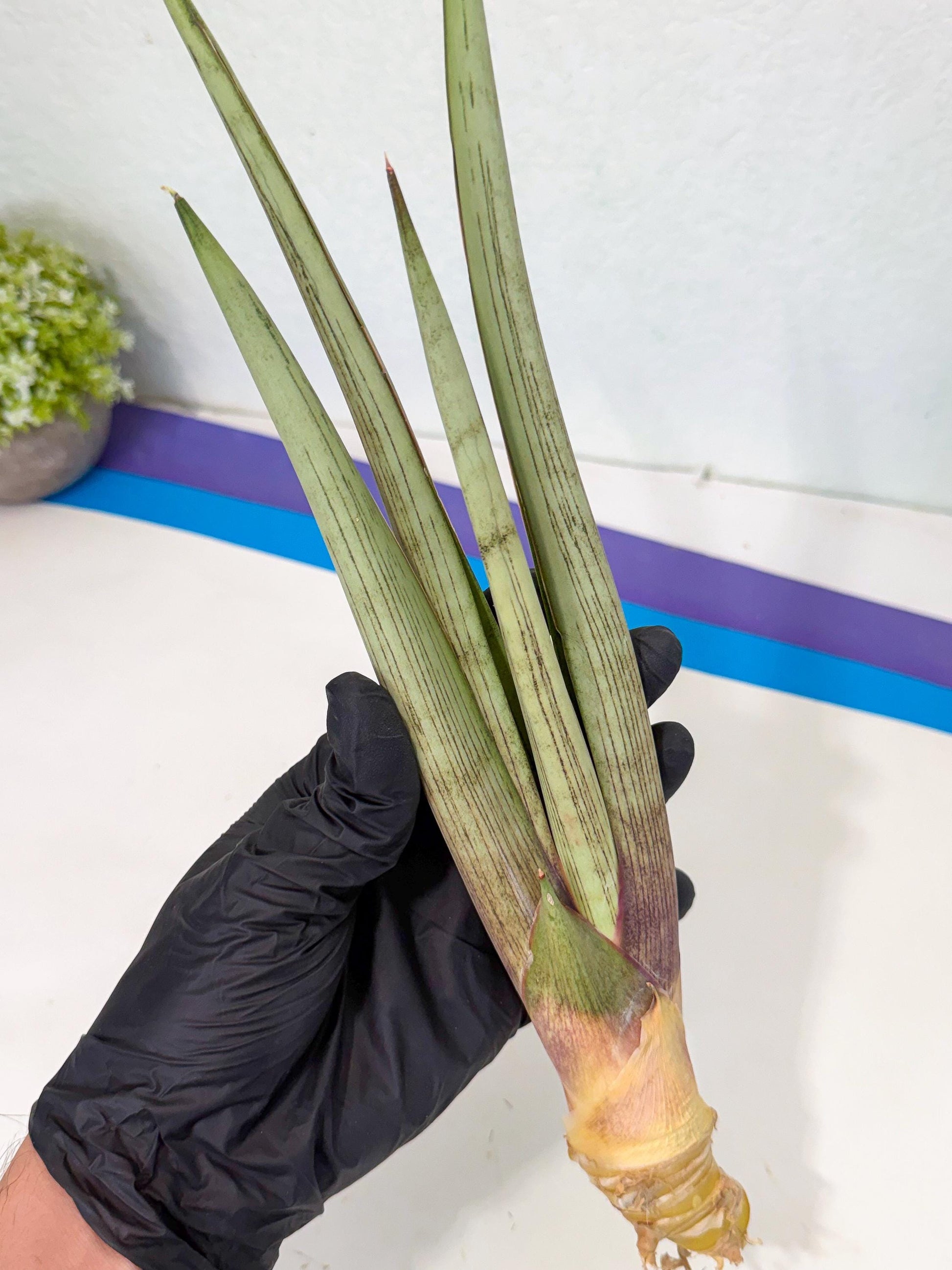 Sansevieria Naneli Tac (gg) (10) | New Imported Hybrids