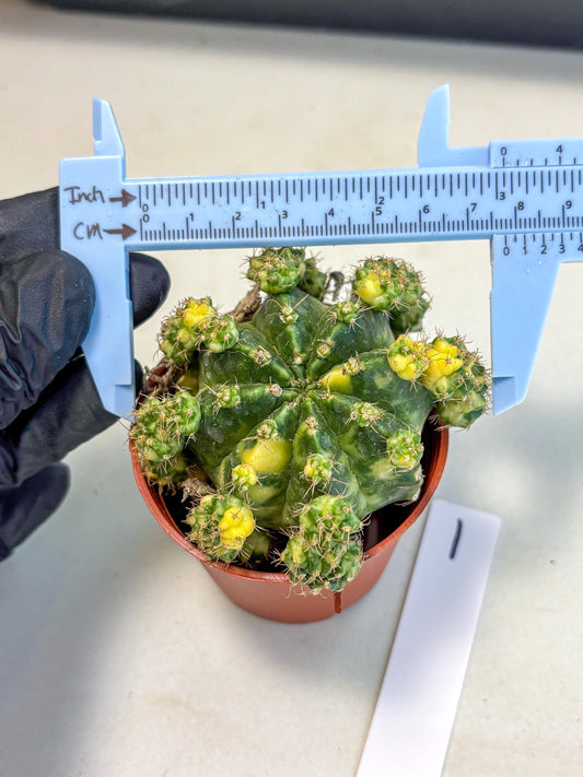 Gymnocalycium Mihanovichii (1) | De-Grafted