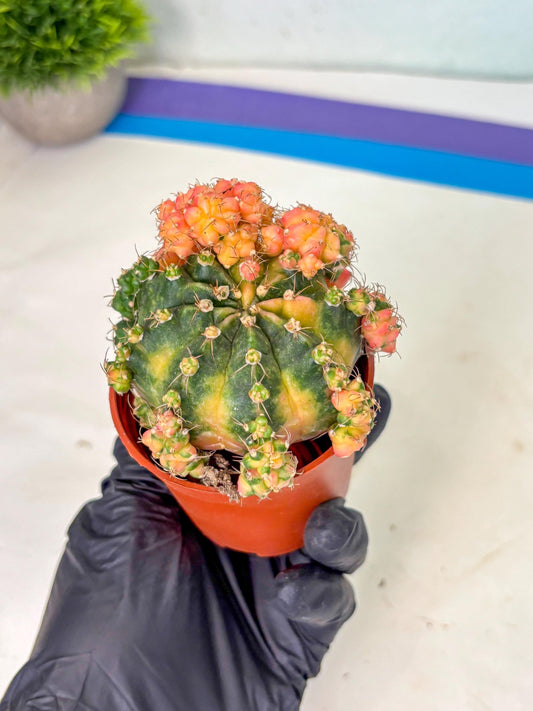 Gymnocalycium Mihanovichii (2) | De-Grafted