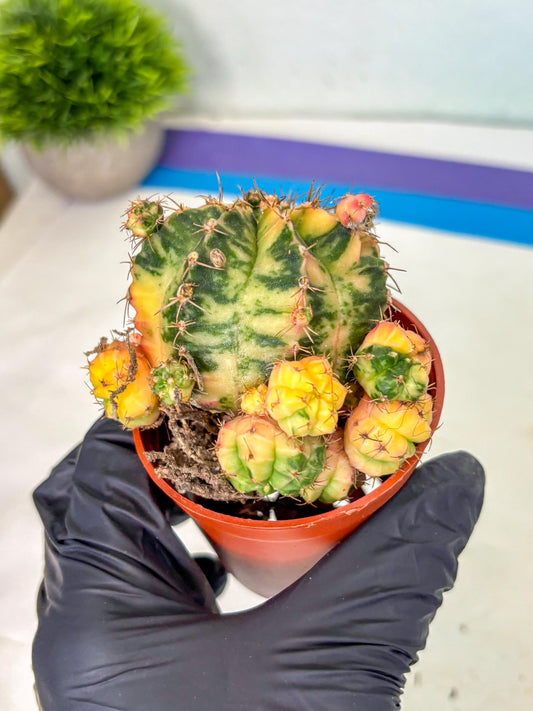 Gymnocalycium Mihanovichii (6) | De-Grafted