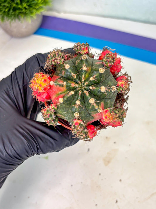 Gymnocalycium Mihanovichii (b) (1) | De-Grafted Plant
