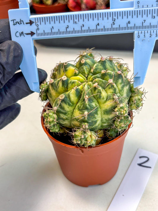 Gymnocalycium Mihanovichii (b) (2) | De-Grafted Plant