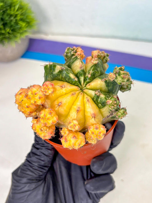 Gymnocalycium Mihanovichii (b) (o4) | De-Grafted Plant