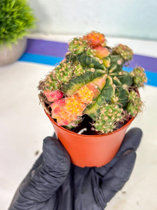 Gymnocalycium Mihanovichii (y) (o3) | De-Grafted Plant