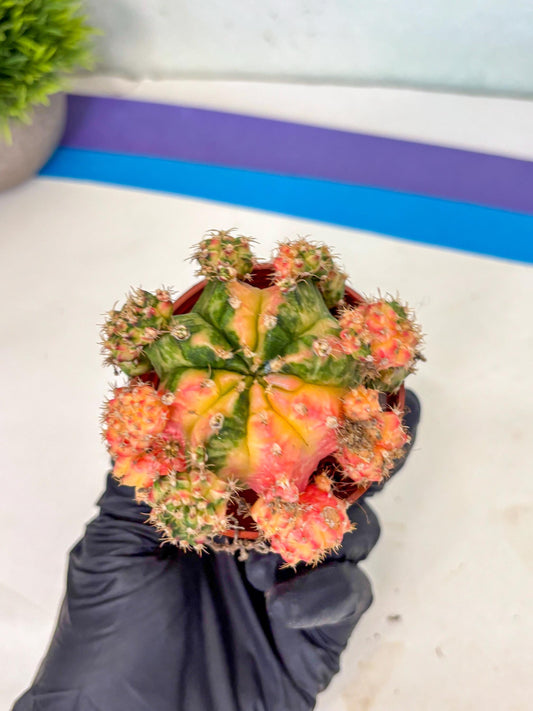 Gymnocalycium Mihanovichii (y) (o4) | De-Grafted Plant