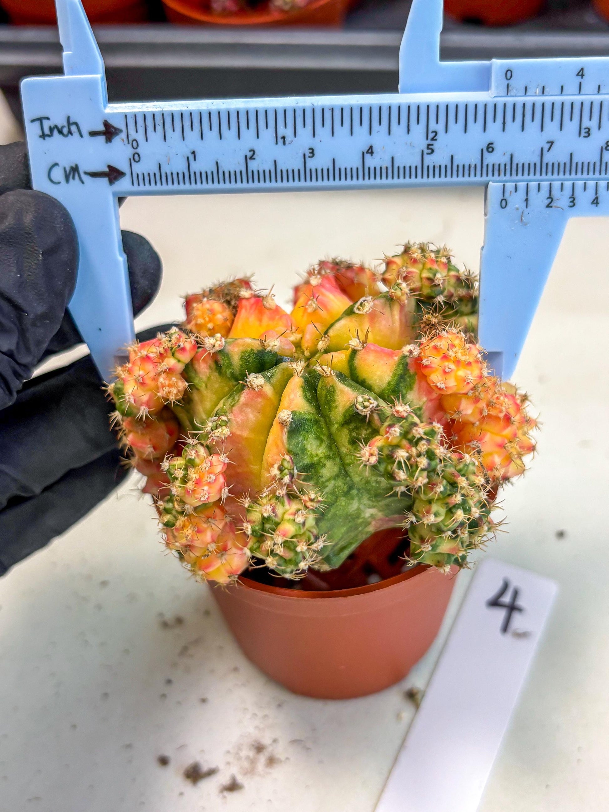 Gymnocalycium Mihanovichii (y) (o4) | De-Grafted Plant