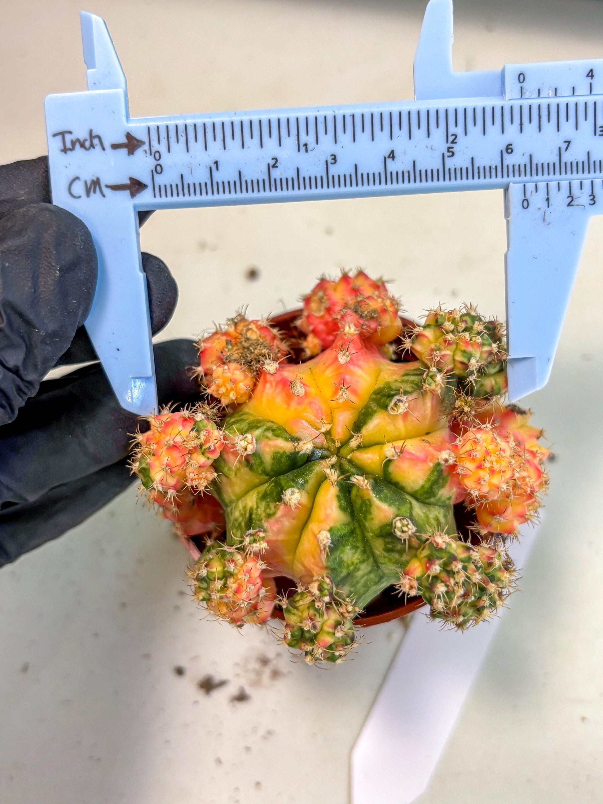 Gymnocalycium Mihanovichii (y) (o4) | De-Grafted Plant