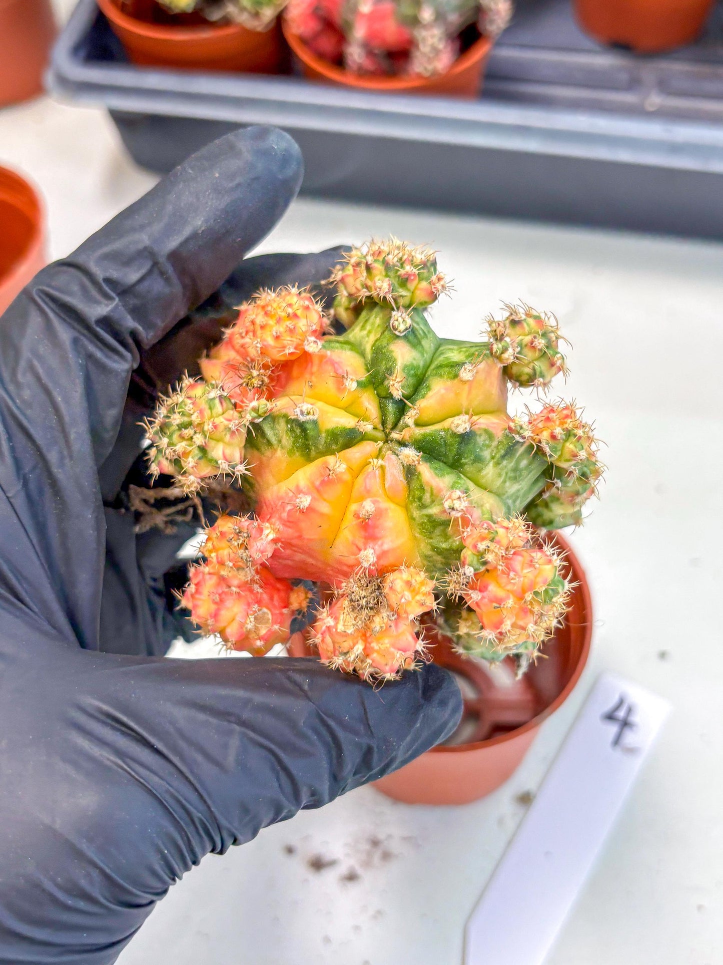 Gymnocalycium Mihanovichii (y) (o4) | De-Grafted Plant