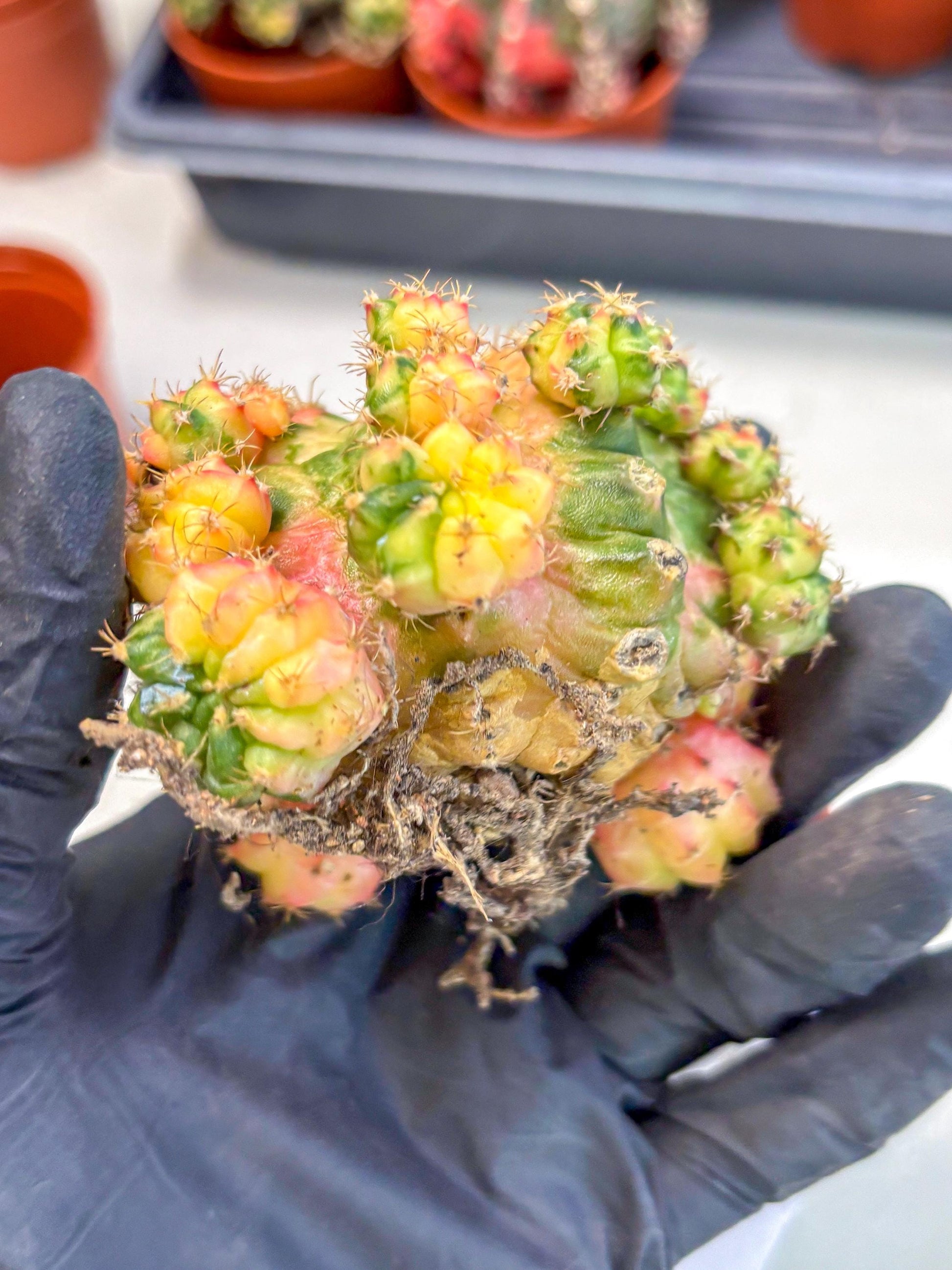 Gymnocalycium Mihanovichii (y) (o4) | De-Grafted Plant